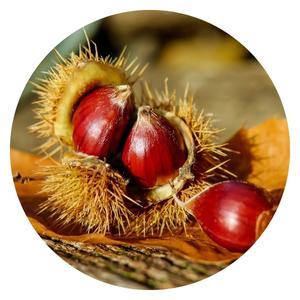 image of a seeds from a chestnut fruit