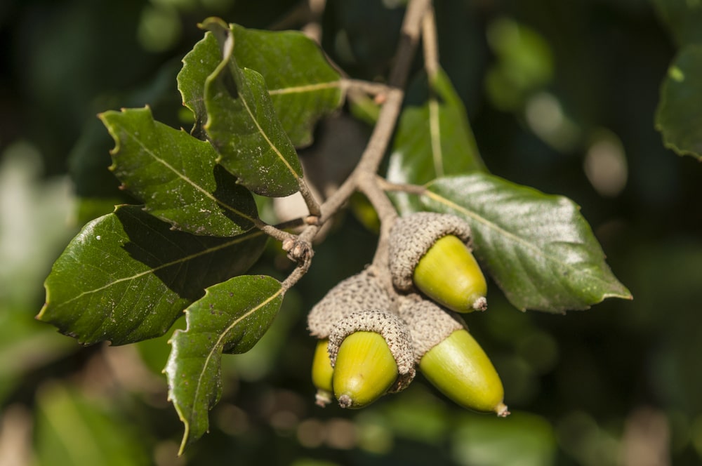 close up of leaves and acorns of a holm oak tree