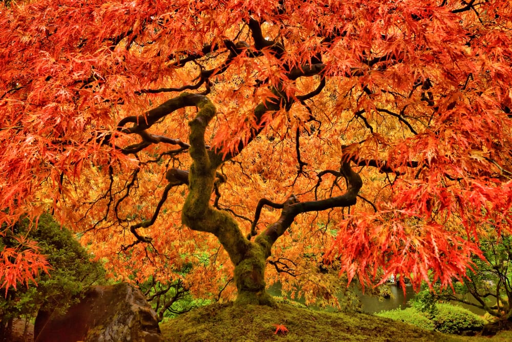 A beautiful Japanese Maple tree during autumn 