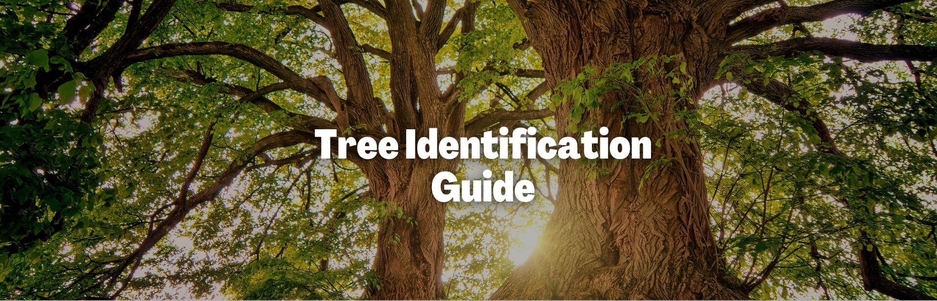 What Kind of Tree Is This? A Simple Guide to Tree Identification