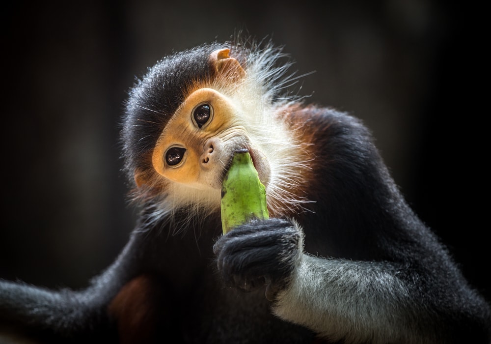 A red-shanked douc eatting a banana