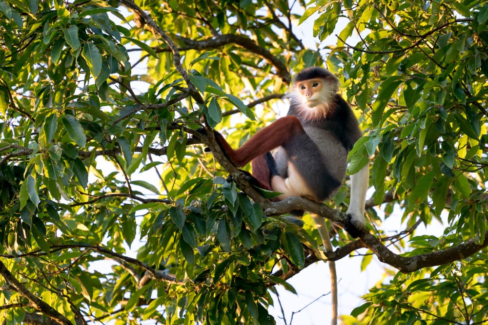 A red-shanked douc sitting on a tree