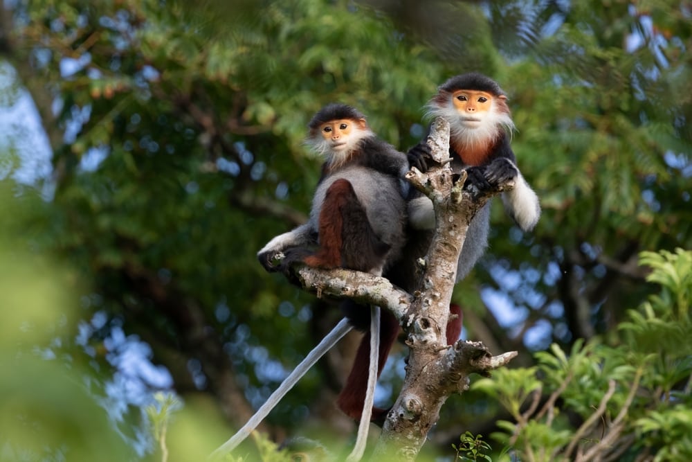 Two red-shanked douc on a tree branch