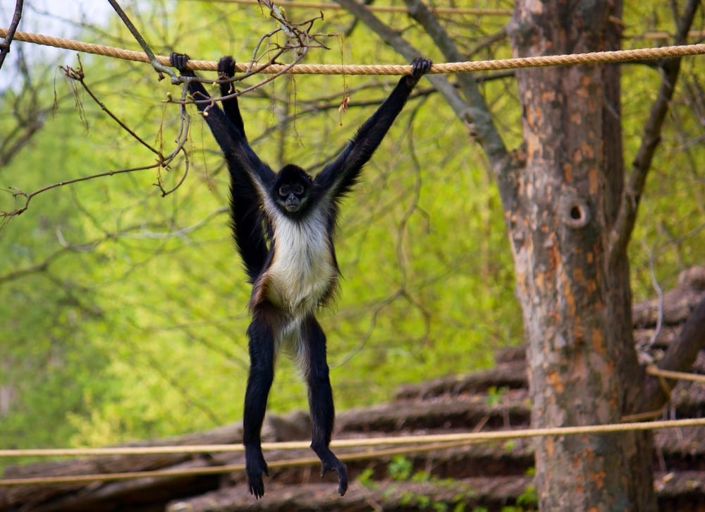Central american spider monkey hanging on the rope