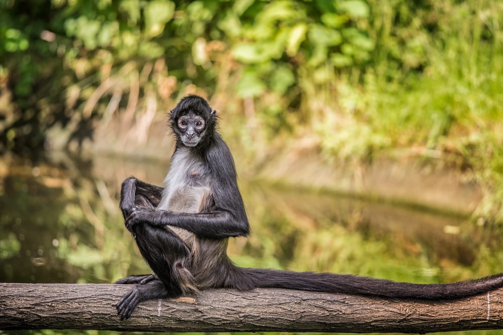 central american spider monkey sitting on a wood with its long tail laying on it