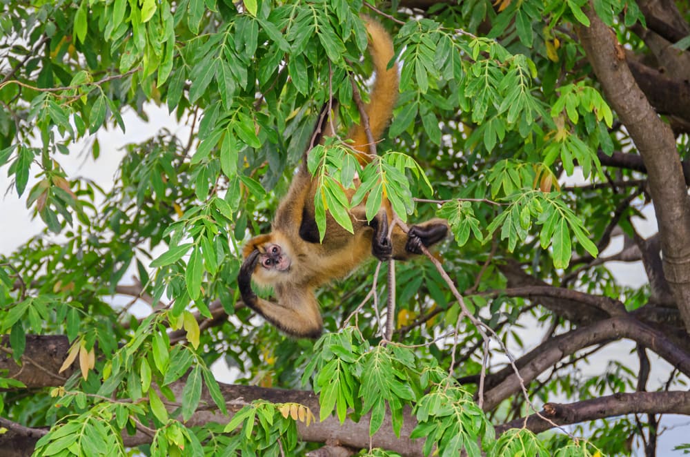 central american spider monkey playing in the middle of a tree