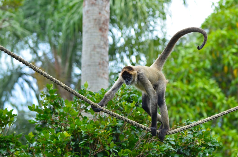 central american spider monkey walking on a rope