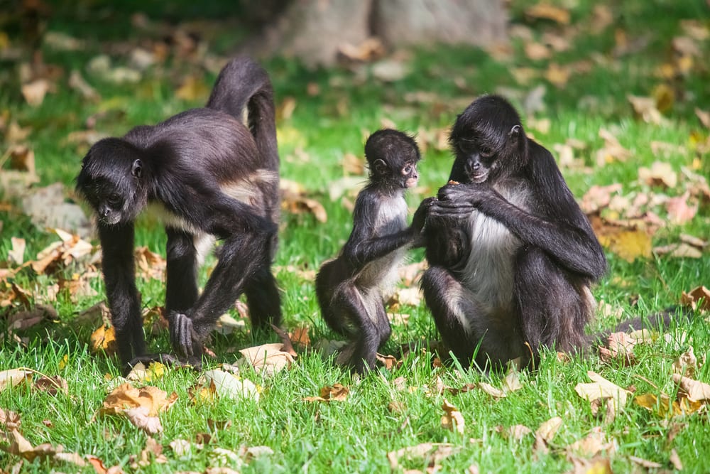 Family of central american spider monkey playing on the green grass