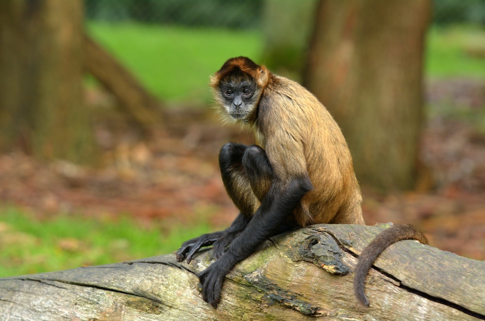 central american spider monkey sitting on a wood