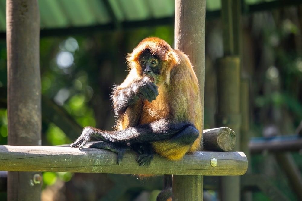 central american spider monkey sitting on a cage made of wood