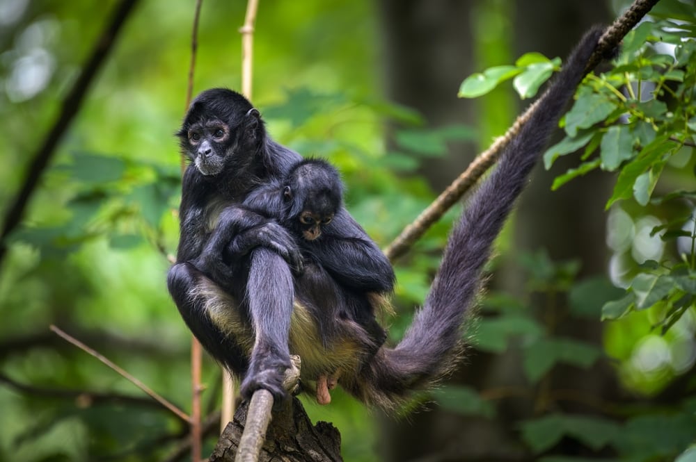 central american spider monkey with its baby swinging in the middle of the tree