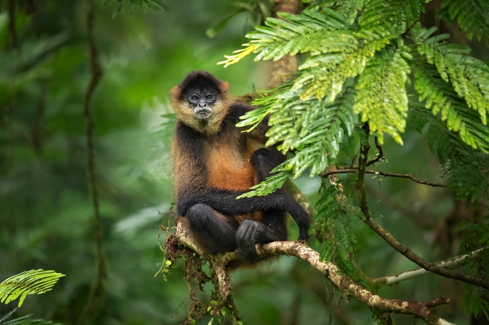 central american spider monkey sitting on a thin branch of tree
