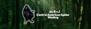 central american spider monkey featured image