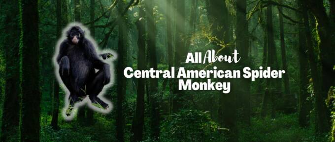 central american spider monkey featured image