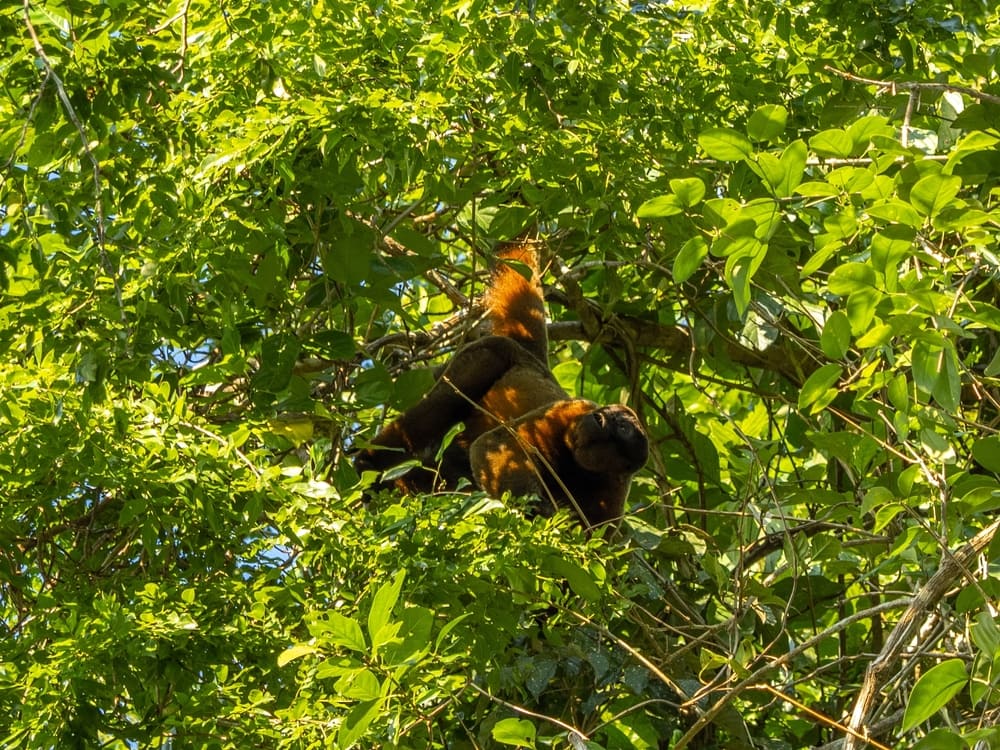 Colombian Red Howler playing in the middle of a tree