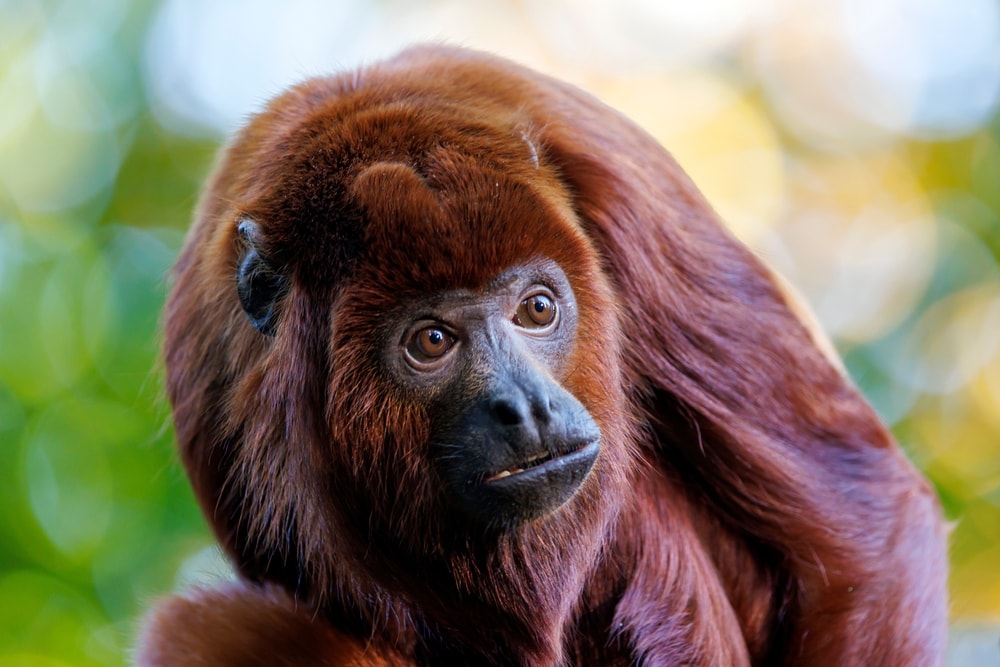 Close up photo of the colombian red howler