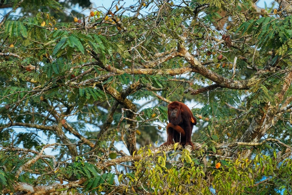 colombian red howler sitting in the middle of a tree