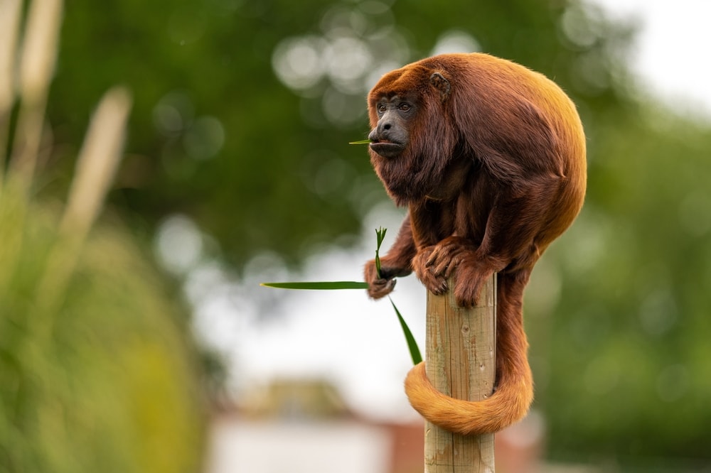 colombian red howler on top of a wood with leaf on its mouth