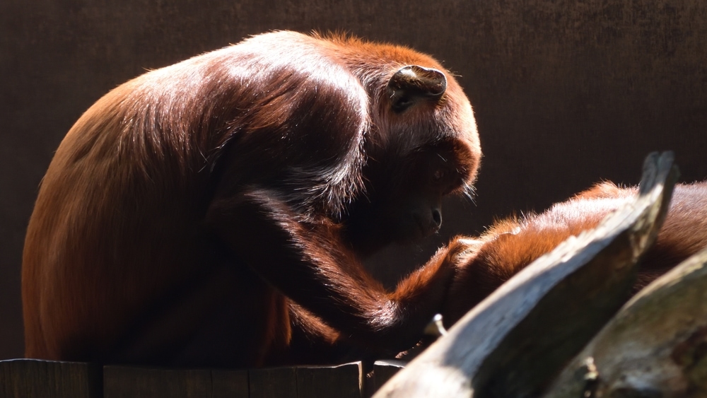 colombian red howler sitting on the dim light