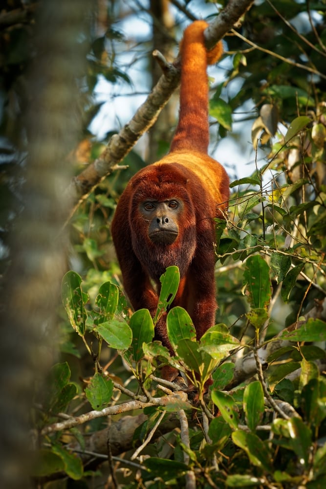 colombian red howler holding on a wood using its tail