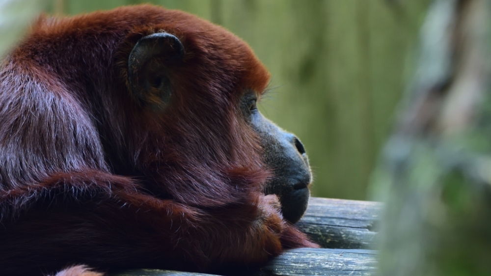 colombian red howler laying its head on a wood