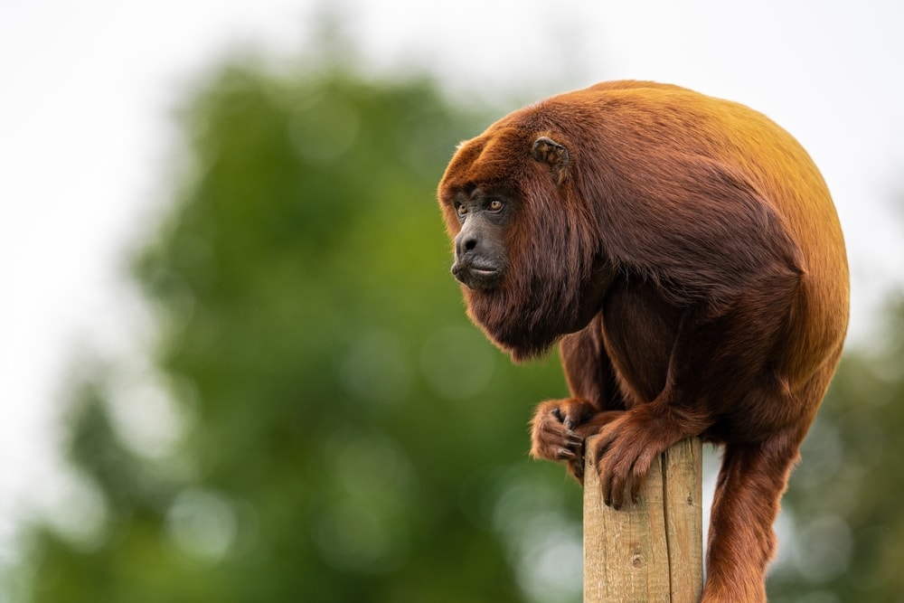 colombian red howler slouching while standing on top of a wood