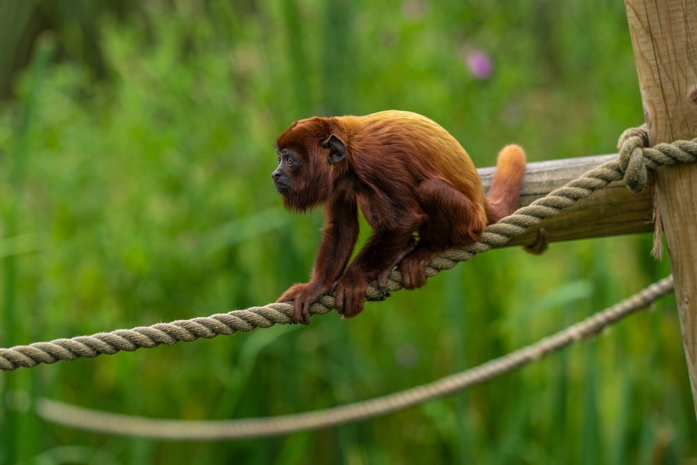 colombian red howler crawling on a rope