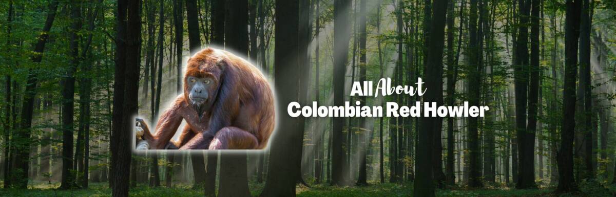Colombian red howler featured image