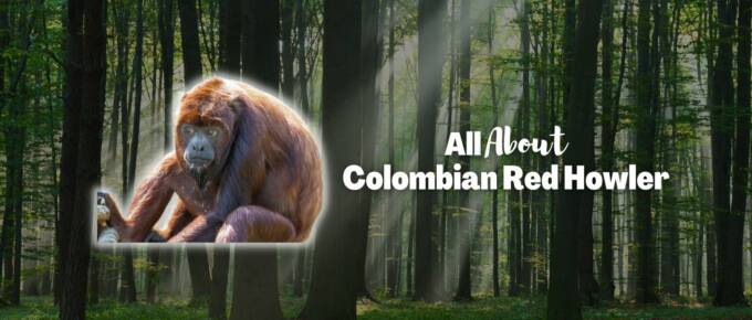 Colombian red howler featured image
