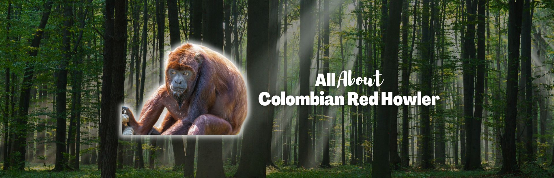 Colombian Red Howler: The Amazon’s Loud and Vibrant Primate