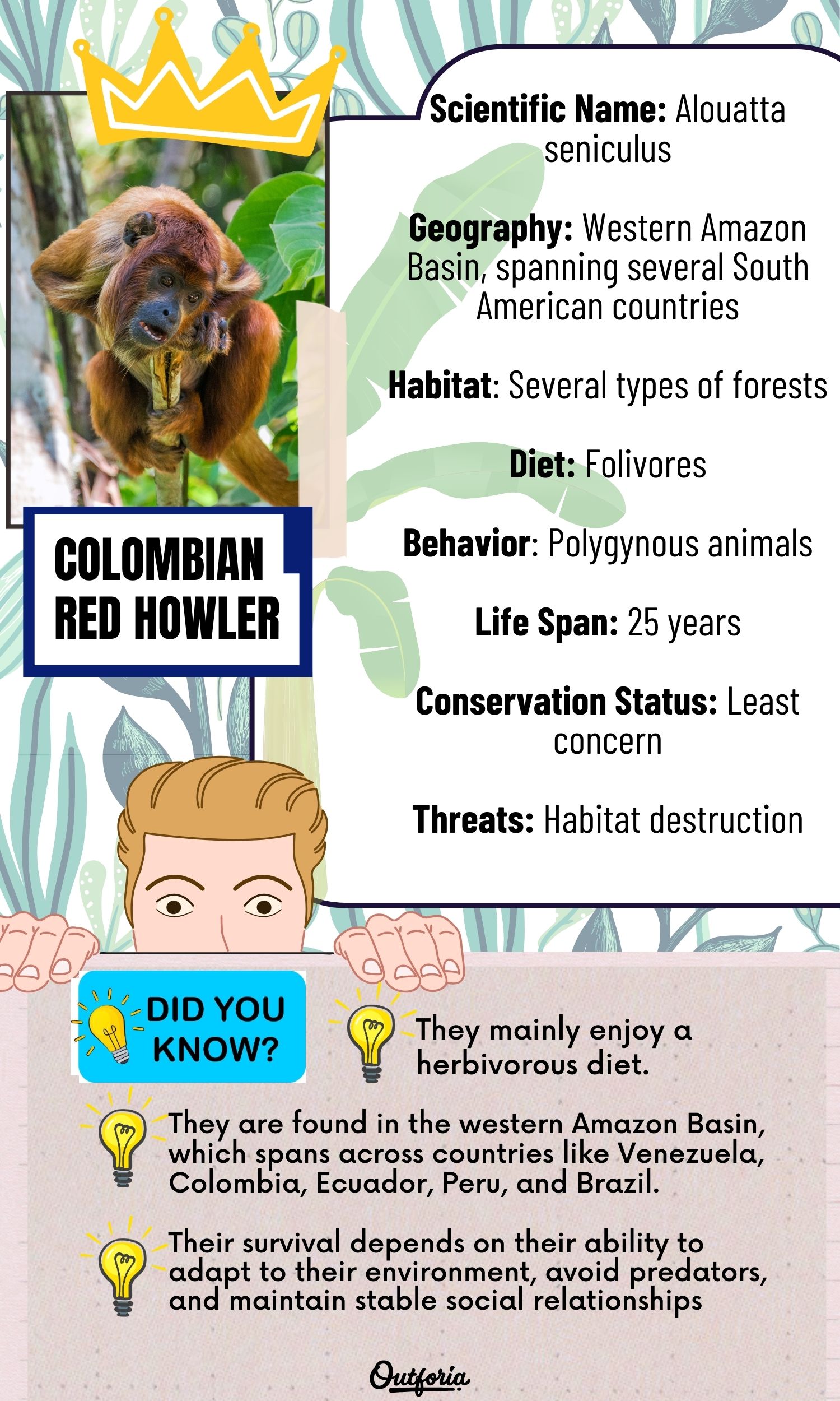 Infographics of the Colombian Red Howler with images and facts