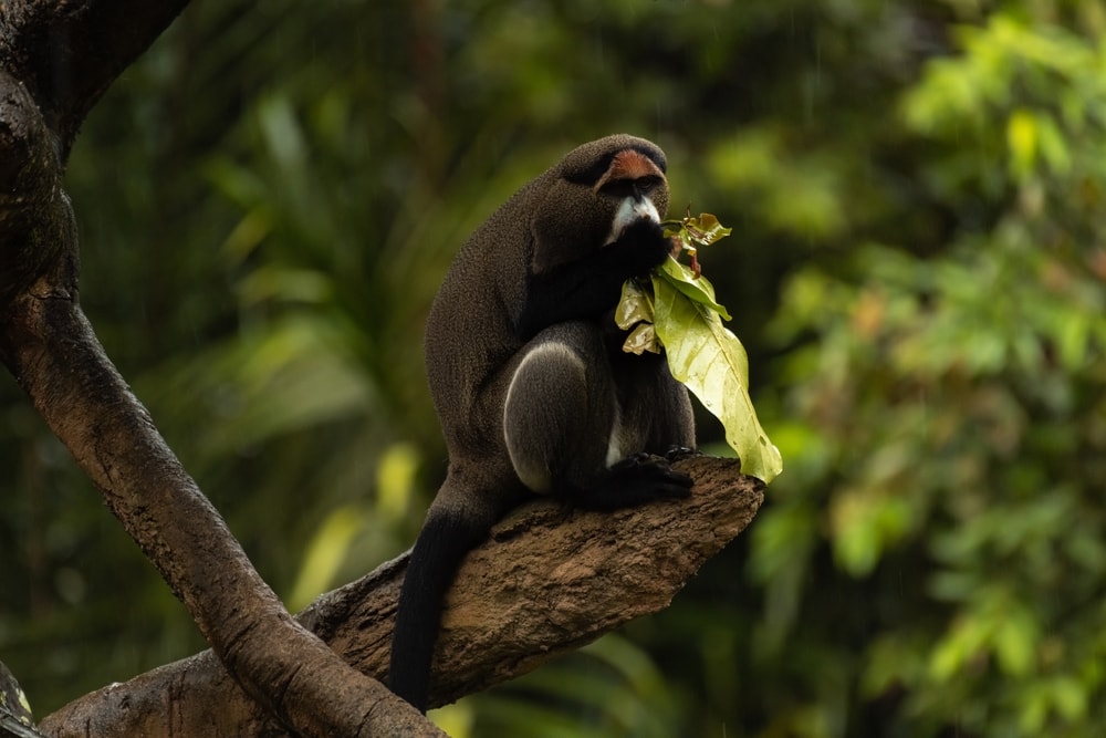 de brazza's monkey on the edge of the tree while eating leaves