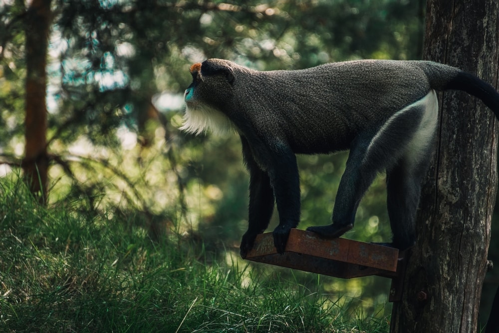 de brazza's monkey standing on a metal attached on a tree