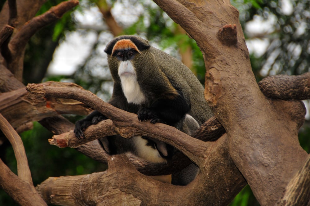 de brazza's monkey in the middle of the tree