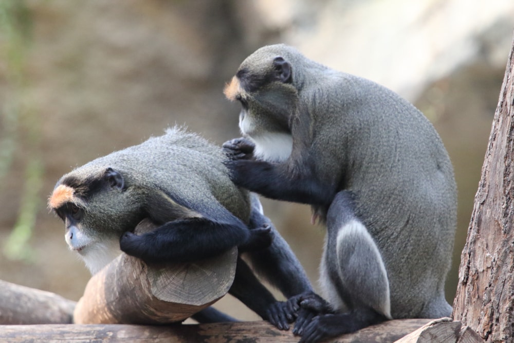 Two de brazza's monkey touching each other on the tree