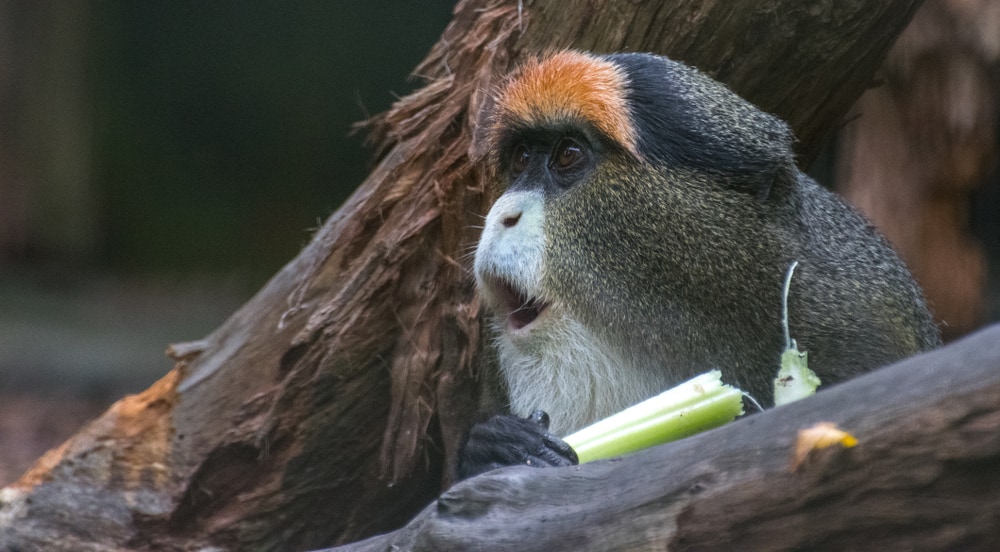 de brazza's monkey eating while hiding on a tree