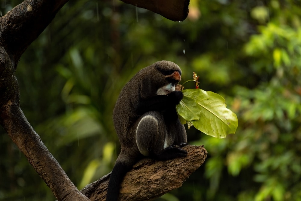 de brazza's monkey sitting on the edge of a tree