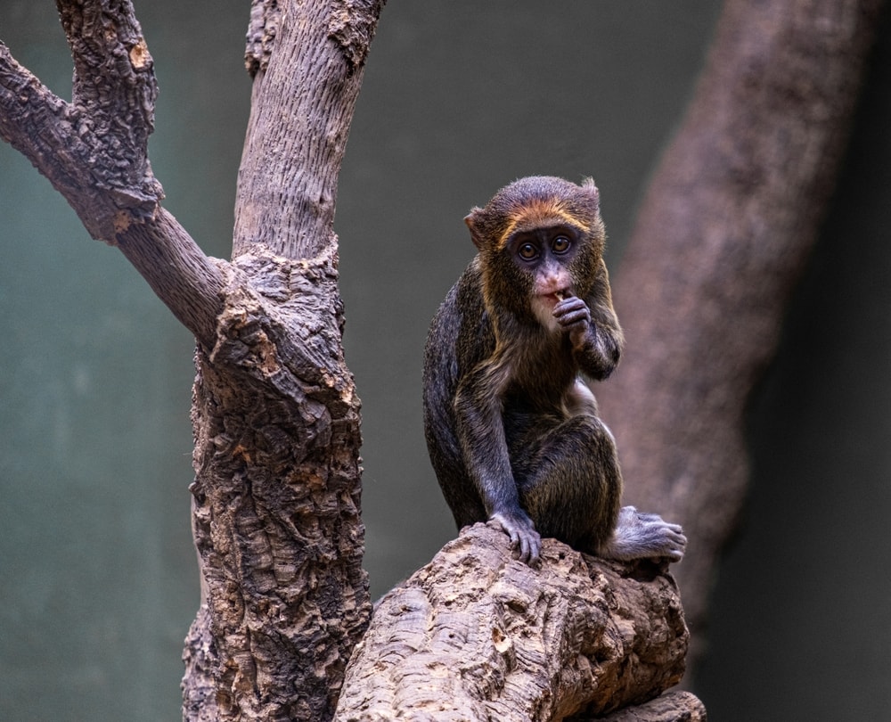 de brazza's monkey licking its own thumb inside a cage