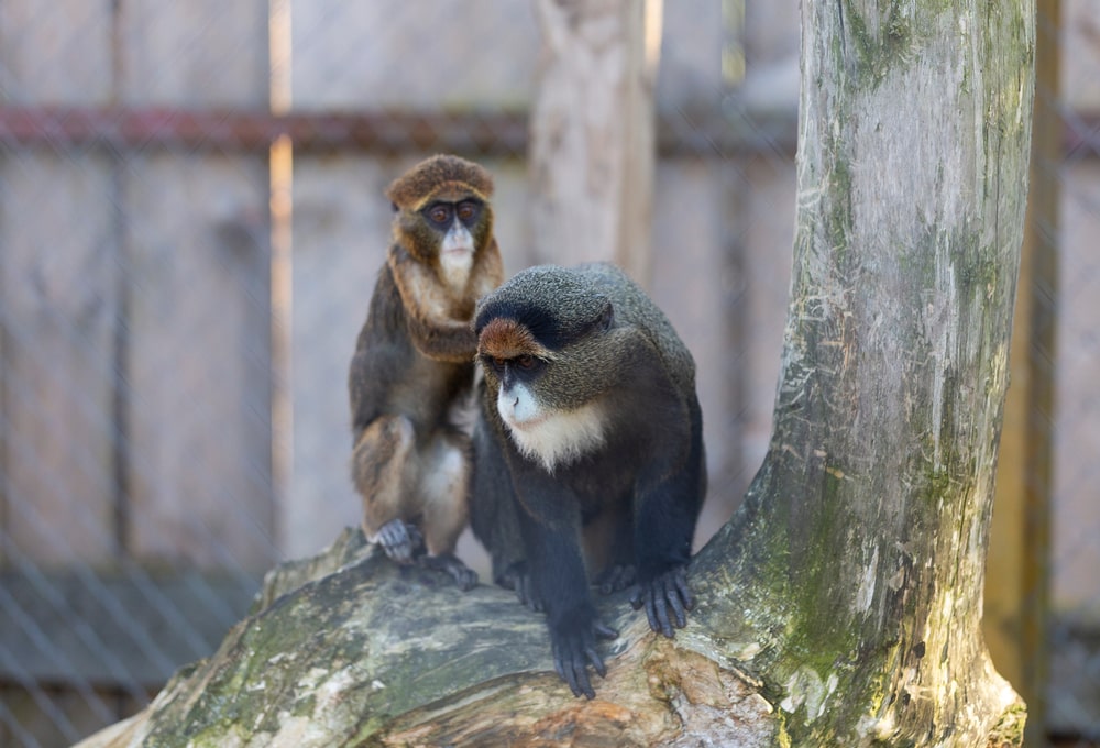 Two de brazza's monkey playing on a tree inside a cage