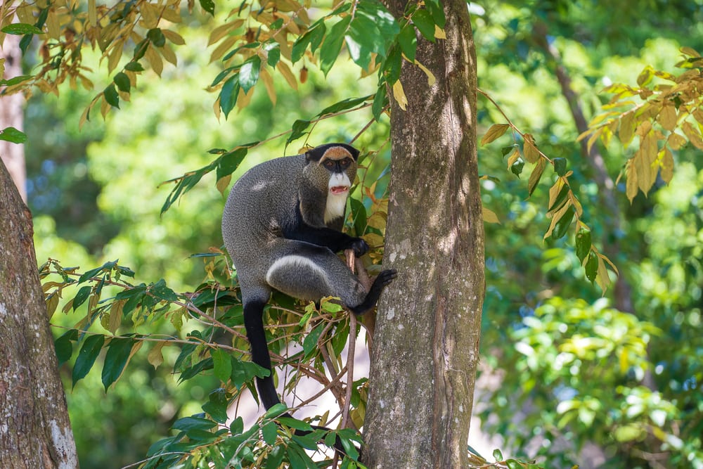 de brazza's monkey climbing up a tree