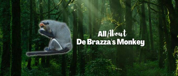 De Brazza's Monkey featured image