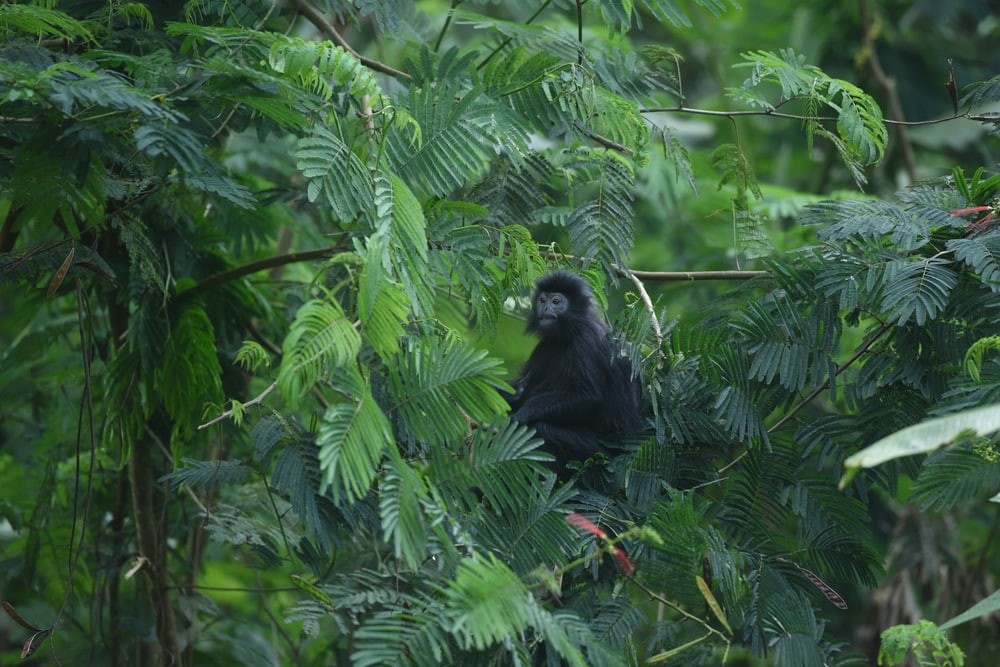 East javan langur in the middle of trees in forest