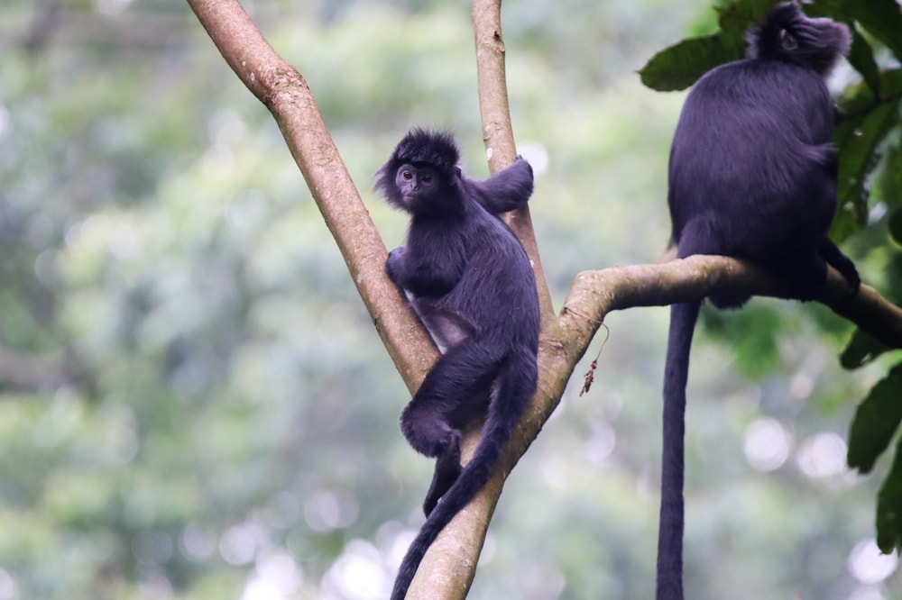 East Javan langurs climbing up to the trees