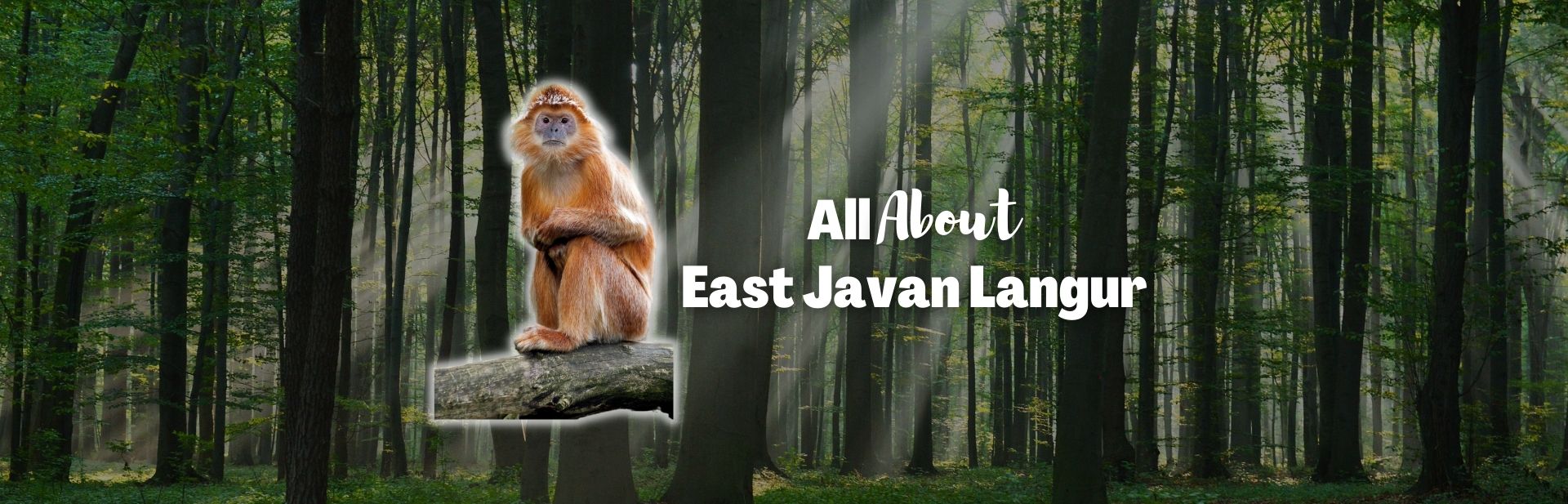 East Javan Langur: The Long-Limbed Langur of Indonesia