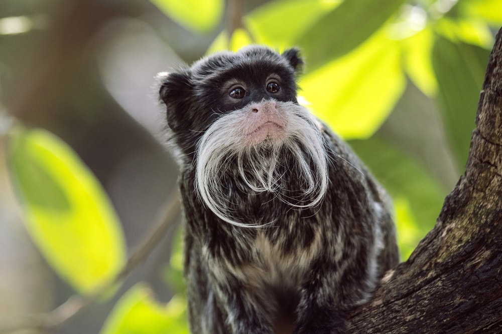 Emperor tamarin sitting in the middle of the tree