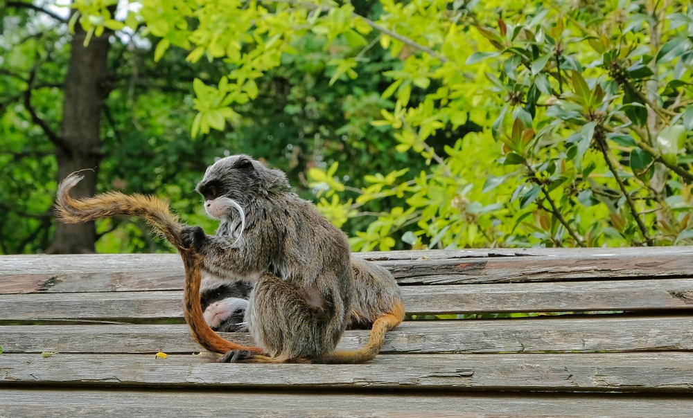 Emperor tamarin playing with their tails