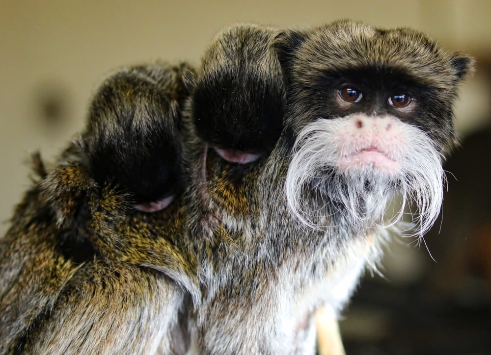Emperor tamarin with its two babies on its back
