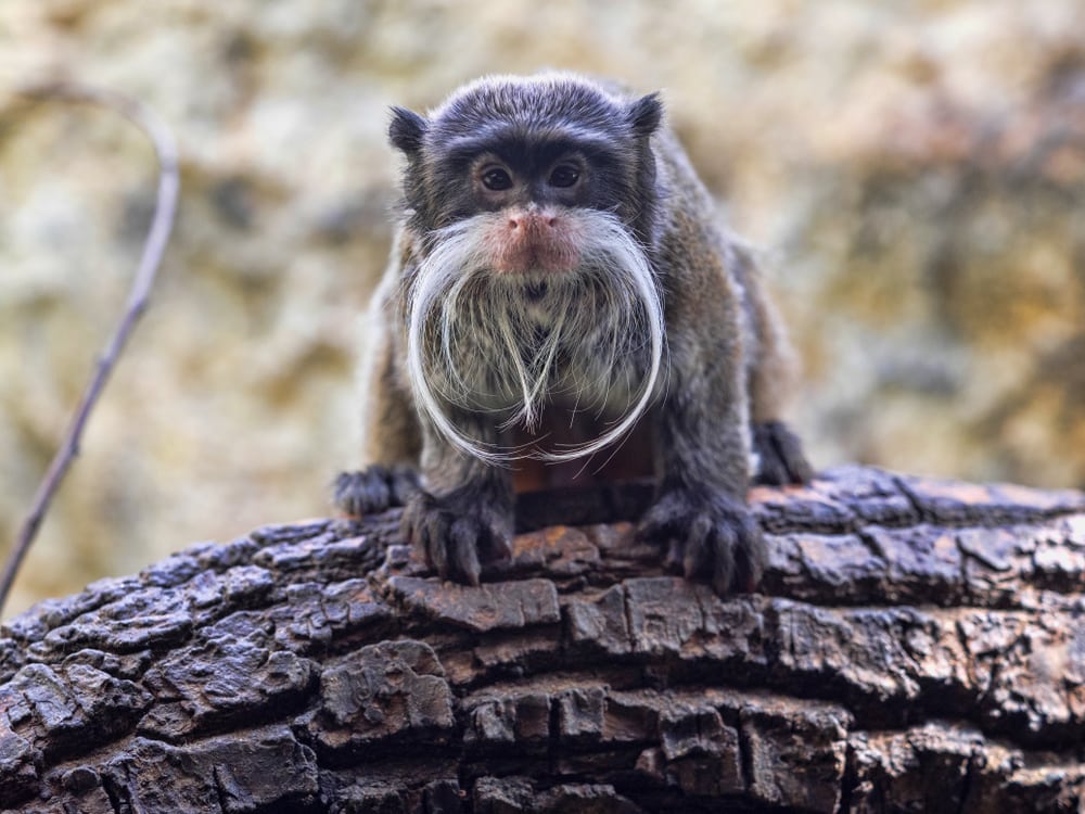 Emperor tamarin holding on a dry wood