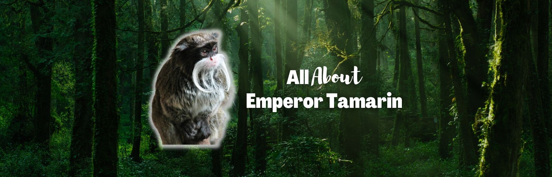 Emperor Tamarin: The Mustached Monkeys of the Amazon