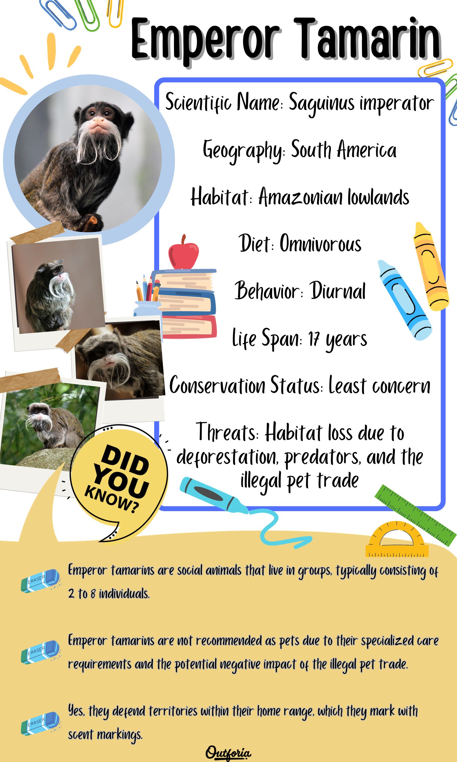 Chart of the Emperor tamarin complete with pictures and facts